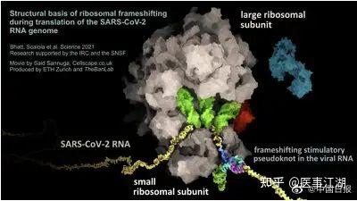 瑞士与爱尔兰研究团队新研究发现冠状病毒致命弱点 知乎