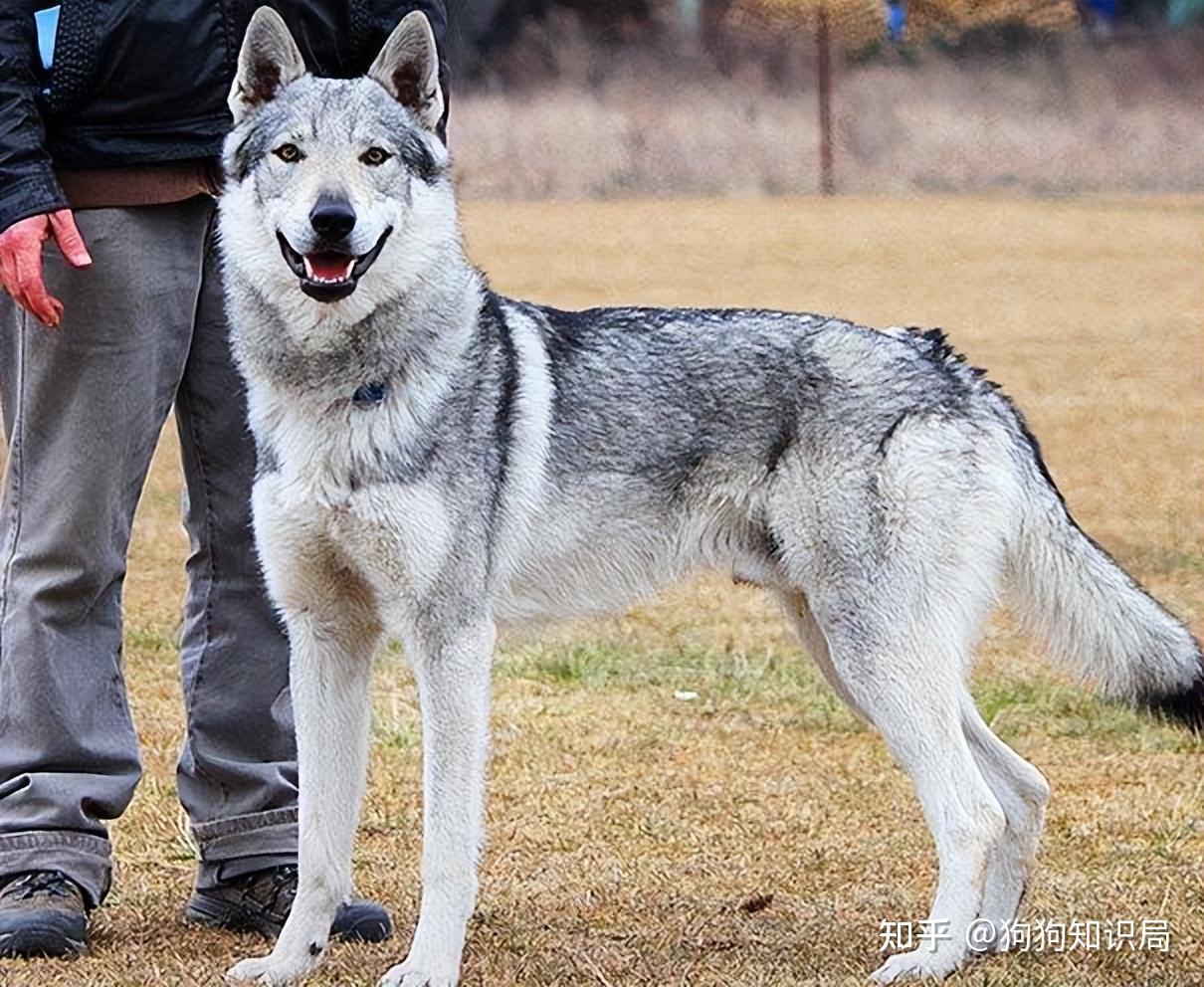 4,捷克狼犬