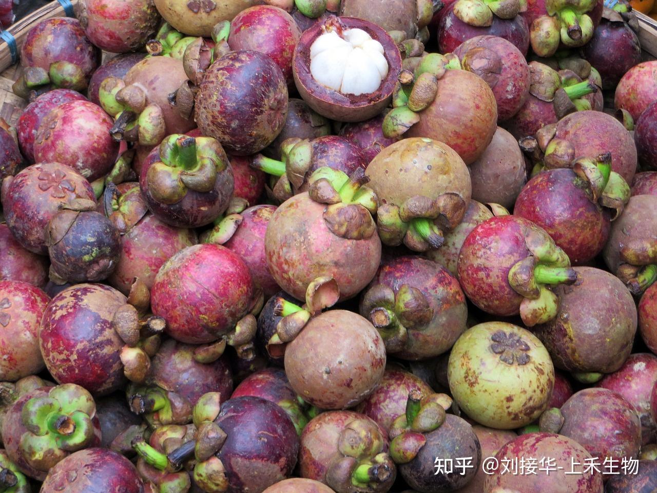 山竹提取物中有效成分(α-倒捻子素\山竹多酚简介 - 知乎