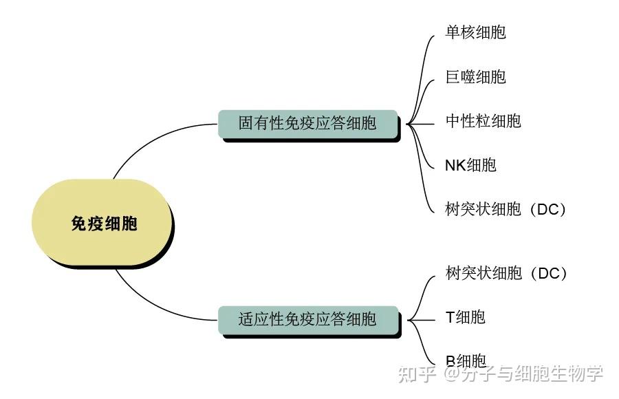 免疫细胞分类及其细胞表面标志物的介绍