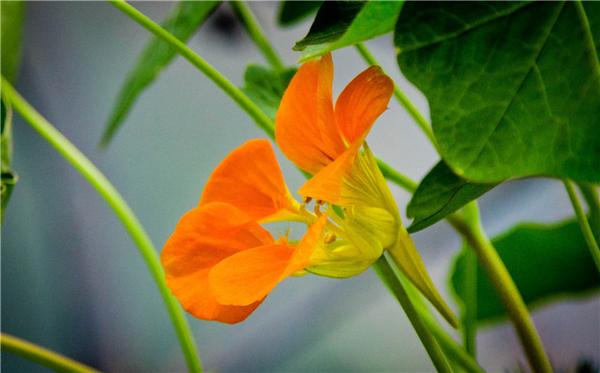 9月赶紧播种 这10种花最适合秋季播种 来年不怕没花看 知乎