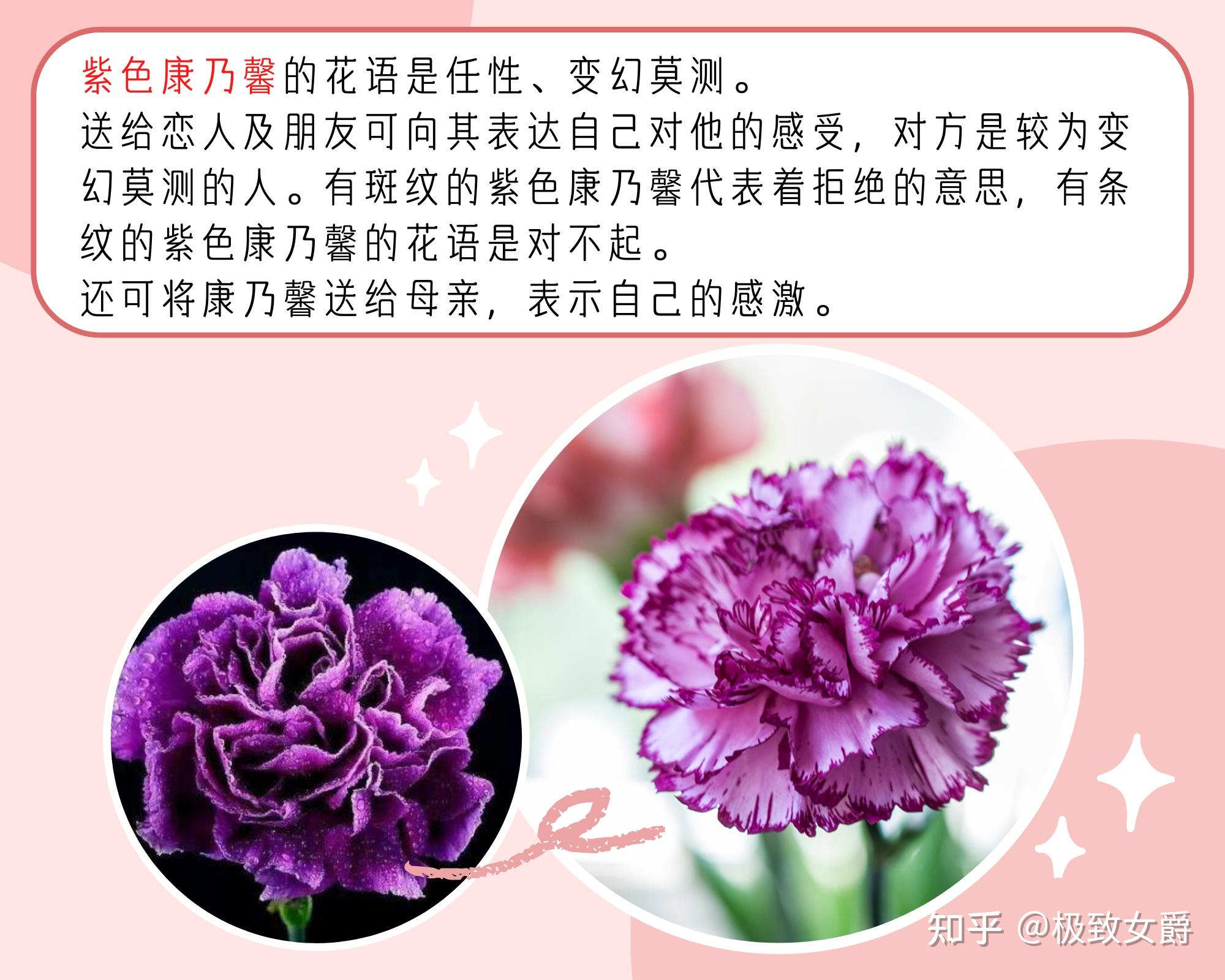 (多种不同颜色康乃馨鲜花花语)