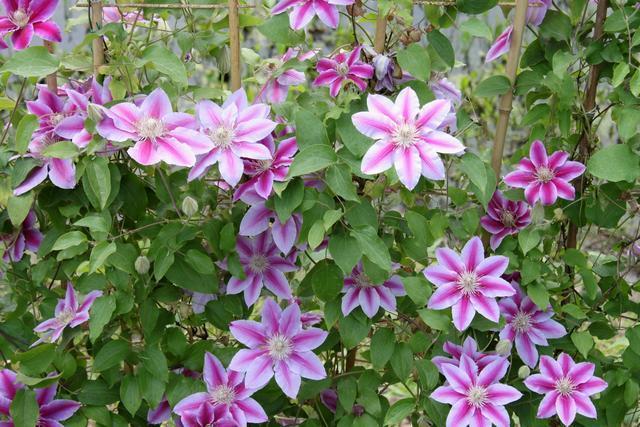 藤本花卉皇后铁线莲