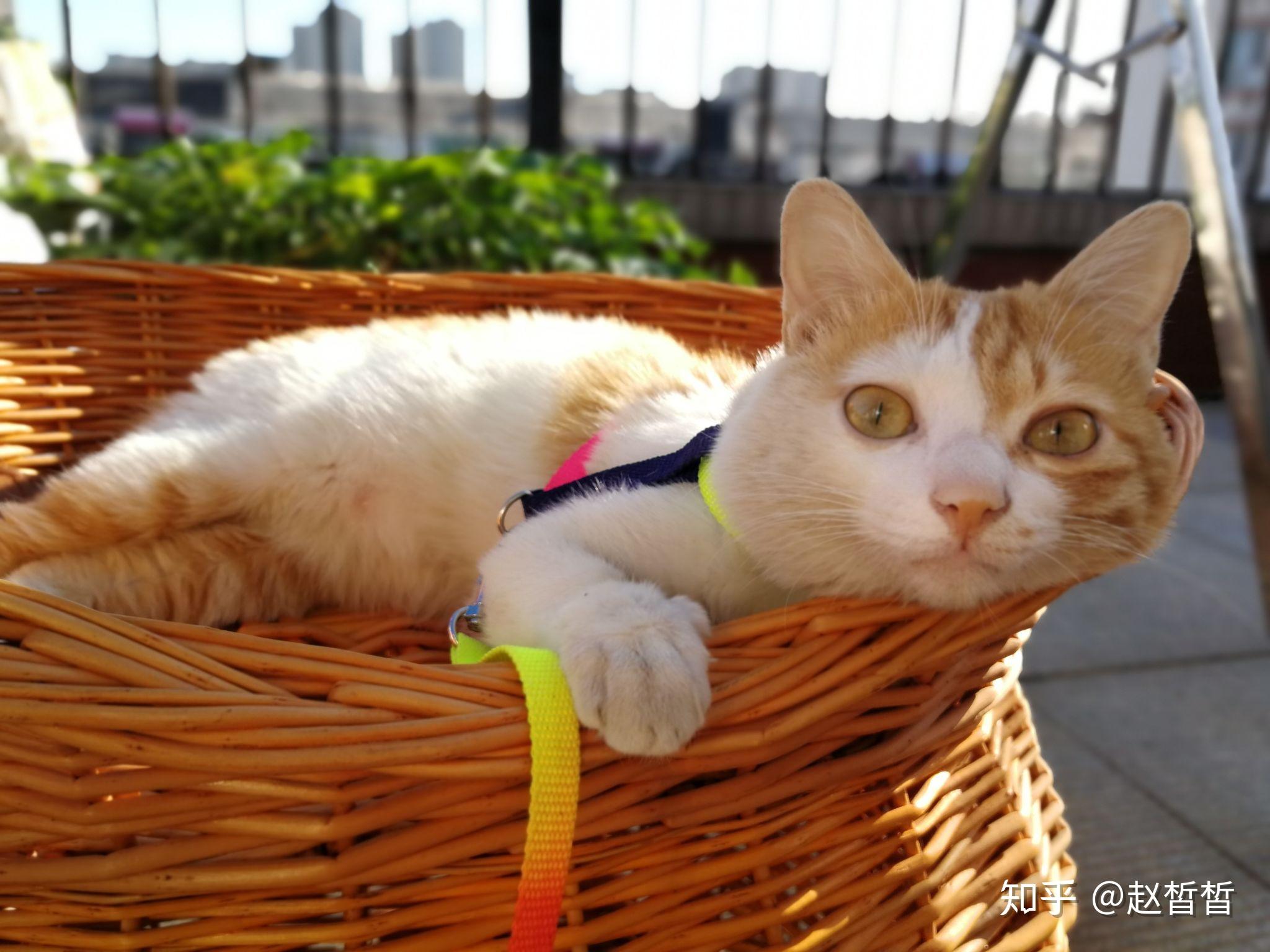 日本网红猫咪猫叔去世，你有什么想对猫叔说的？