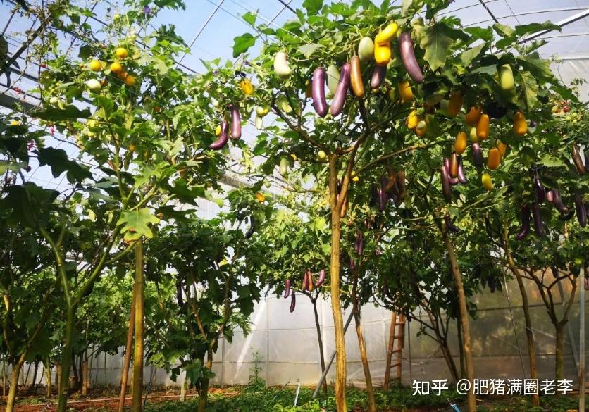 一棵蔬菜树一年可以长数千斤辣椒茄子等蔬菜