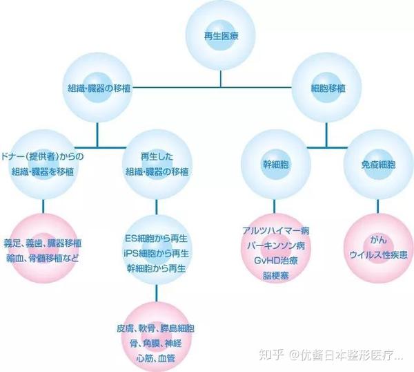 本是干细胞项目的二流国家 日本是如何逆袭的 赴日医美 知乎