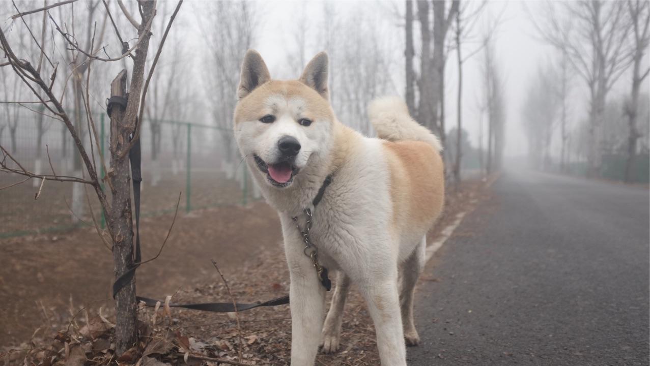这个社会对大型犬真的有很大偏见吗? - 知乎用