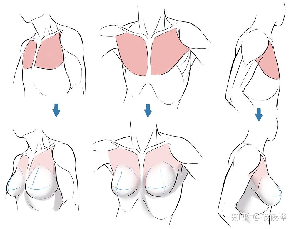 绘画新手如何快速画出人体肌肉人体肌肉绘画指南