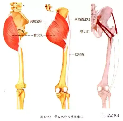 但是我们要知道臀大肌它的形状是四方形扁肌,它最大的优点就是有着