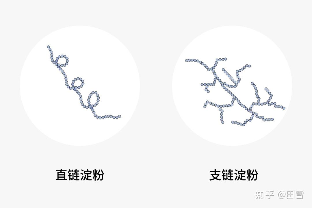 但其不同的黏糯質地,還得要從它們的澱粉結構說起