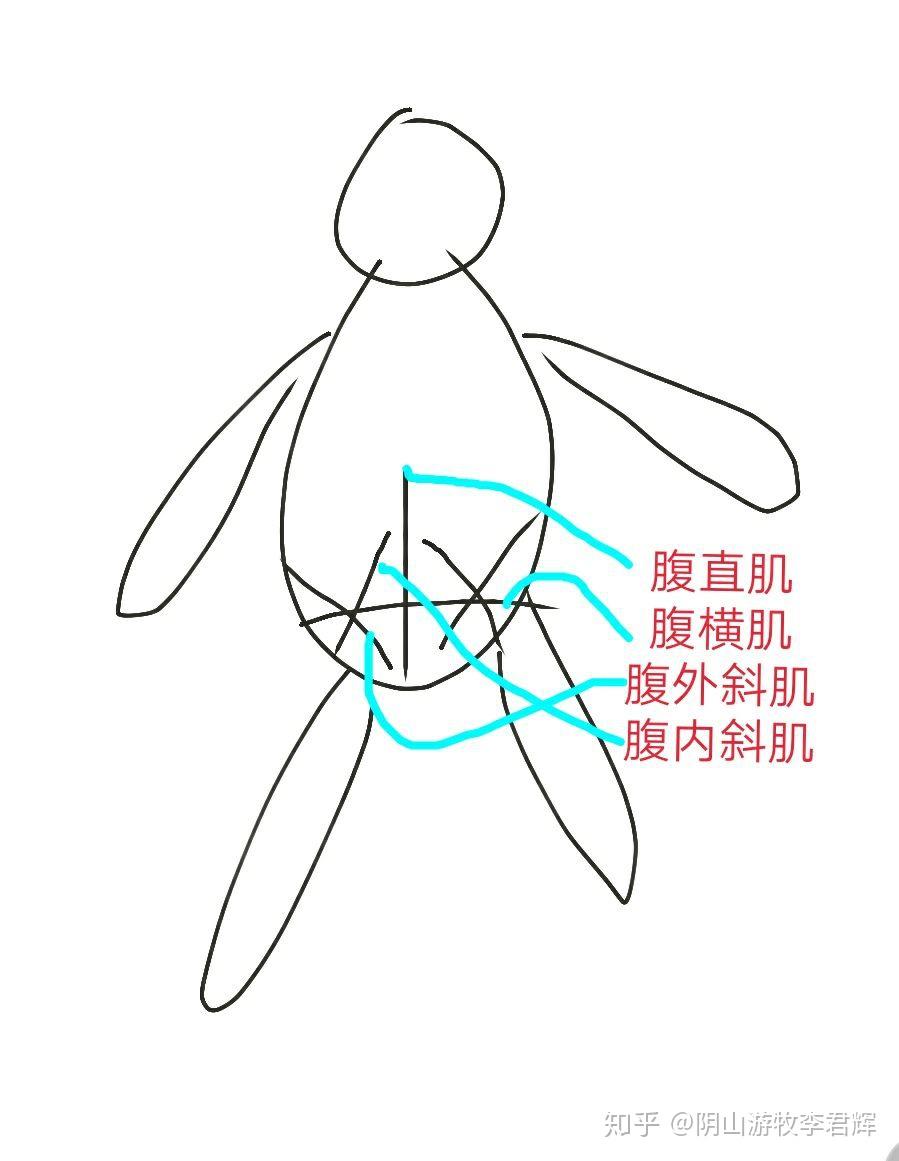 骨骼肌又称随意肌