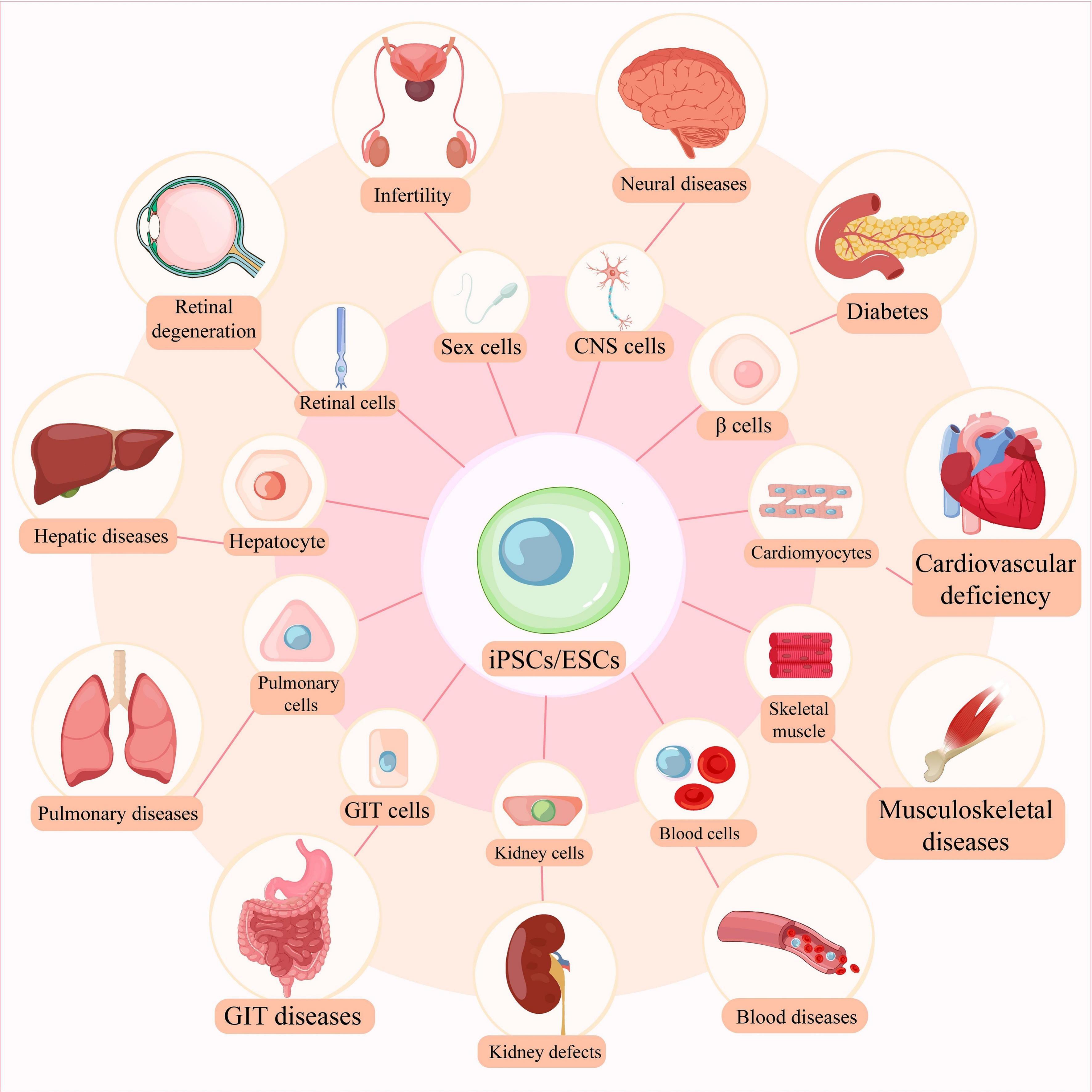 快速搞懂细胞全家福:同为细胞,它们有何不同?临床应用潜力如何?