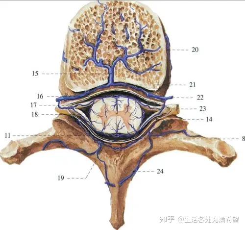 脊髓损伤神经平面图片