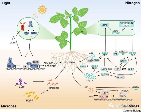 Current Biology | 中科院王二涛团队综述植物共生固氮作用的多样性和调控! - 知乎