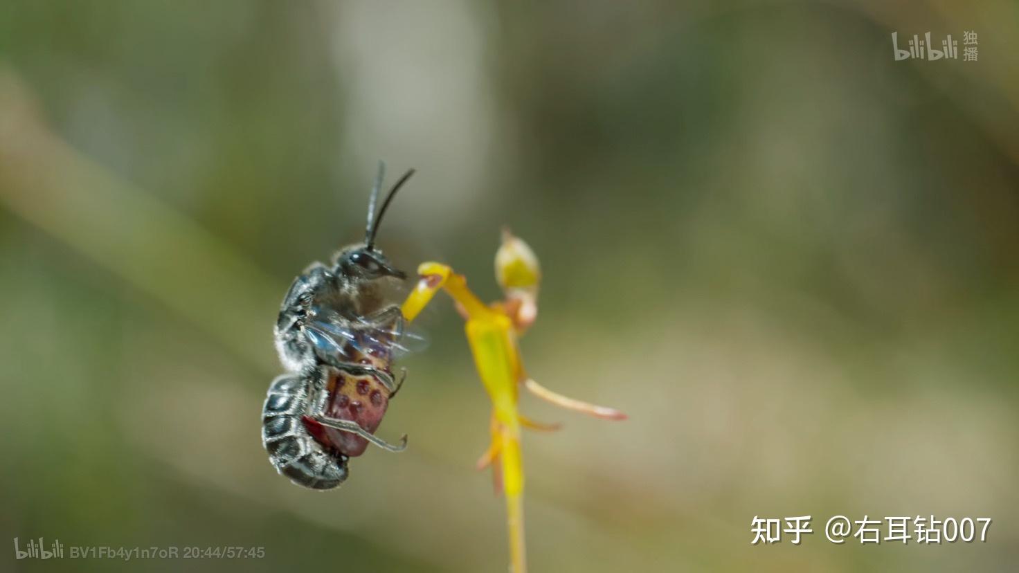 绿色星球纪录片壁纸图片