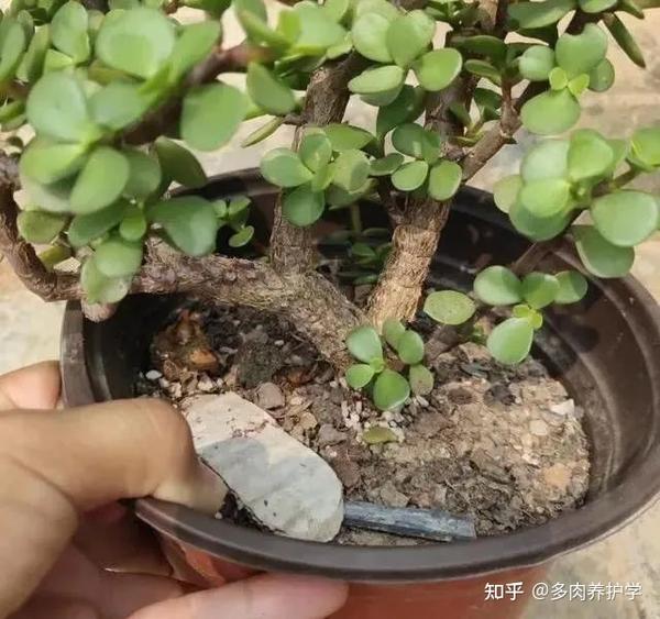 金枝玉叶怎么养？按这七个步骤来，轻松养活 - 知乎