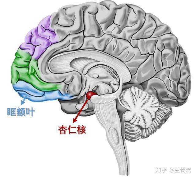 中午吃什麼大腦早已為這一問題進化出了複雜的腦網絡上