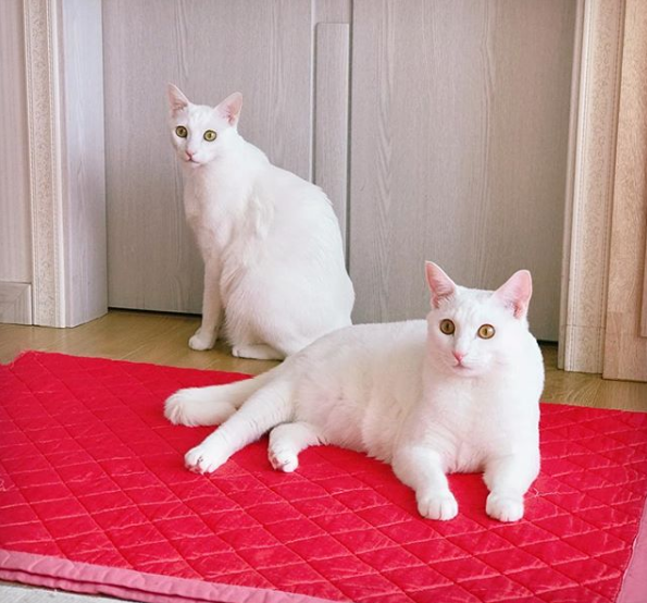 吸猫大会土耳其梵科迪斯猫mihomang