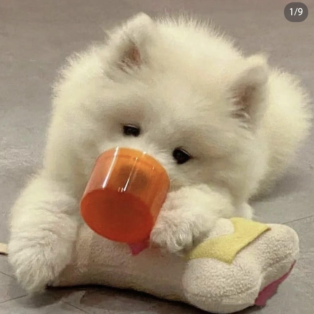 罗密欧与猪过夜