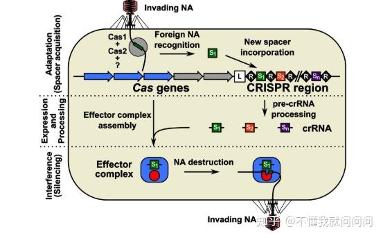 dna就會轉錄成rna,然後引導cas蛋白去剪切噬菌體,病毒的dna以達到免疫