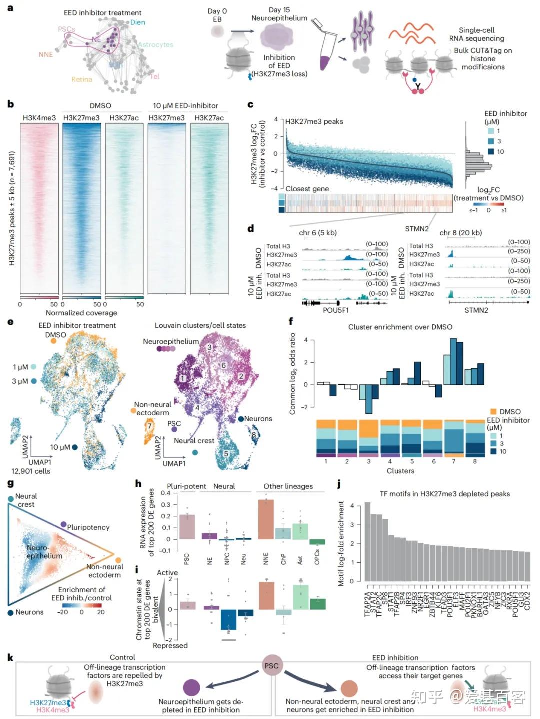 Nature Neu | 单细胞CUT&Tag+单细胞RNA-seq+类器官解析发育动态过程的表观遗传机制 - 知乎