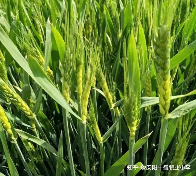 幼穗分化的关键时期,此时天气温度非常重要,在温度16度时,小麦孕穗会
