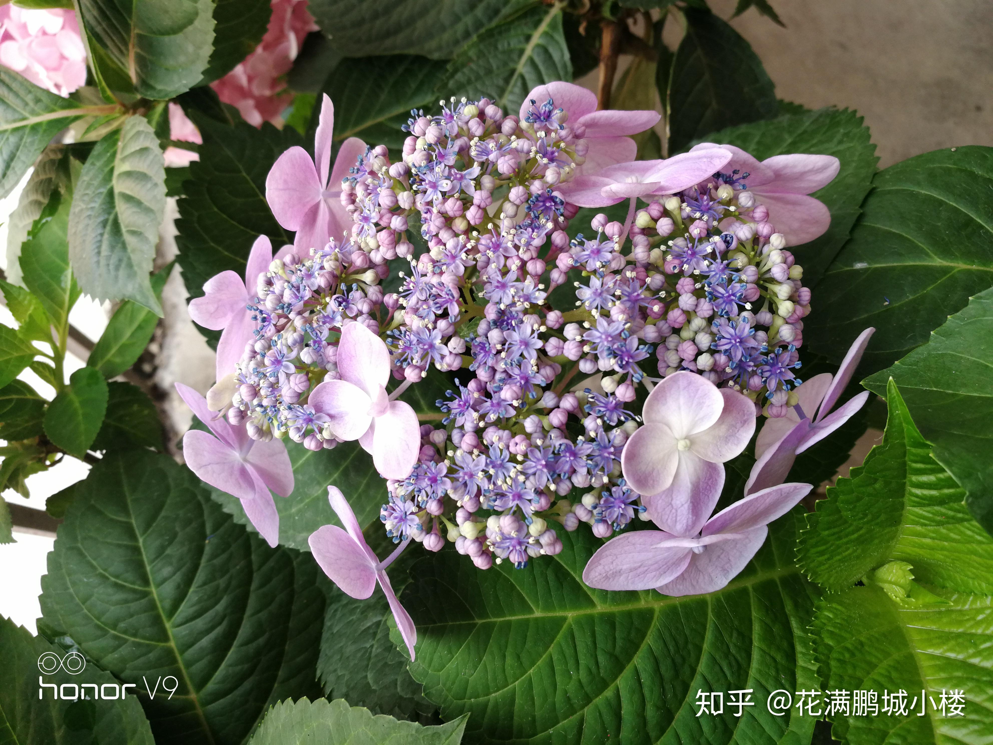 塔贝绣球——特别的美