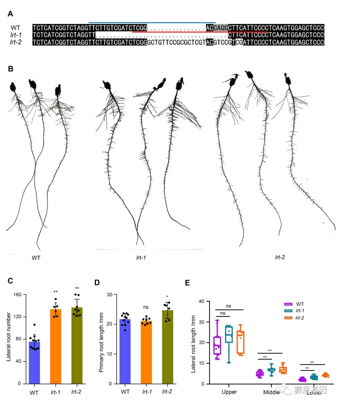 Plant Biotech J miRNA ZmLRT plant-biotech-j-mirna-zmlrt