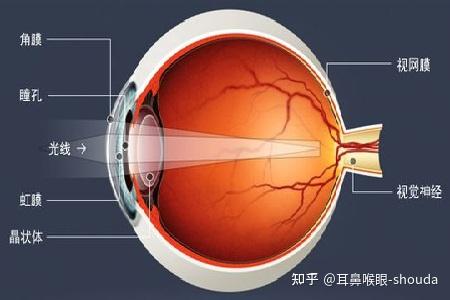 房水,晶状体和玻璃体,使物像聚焦在视网膜中央凹部位