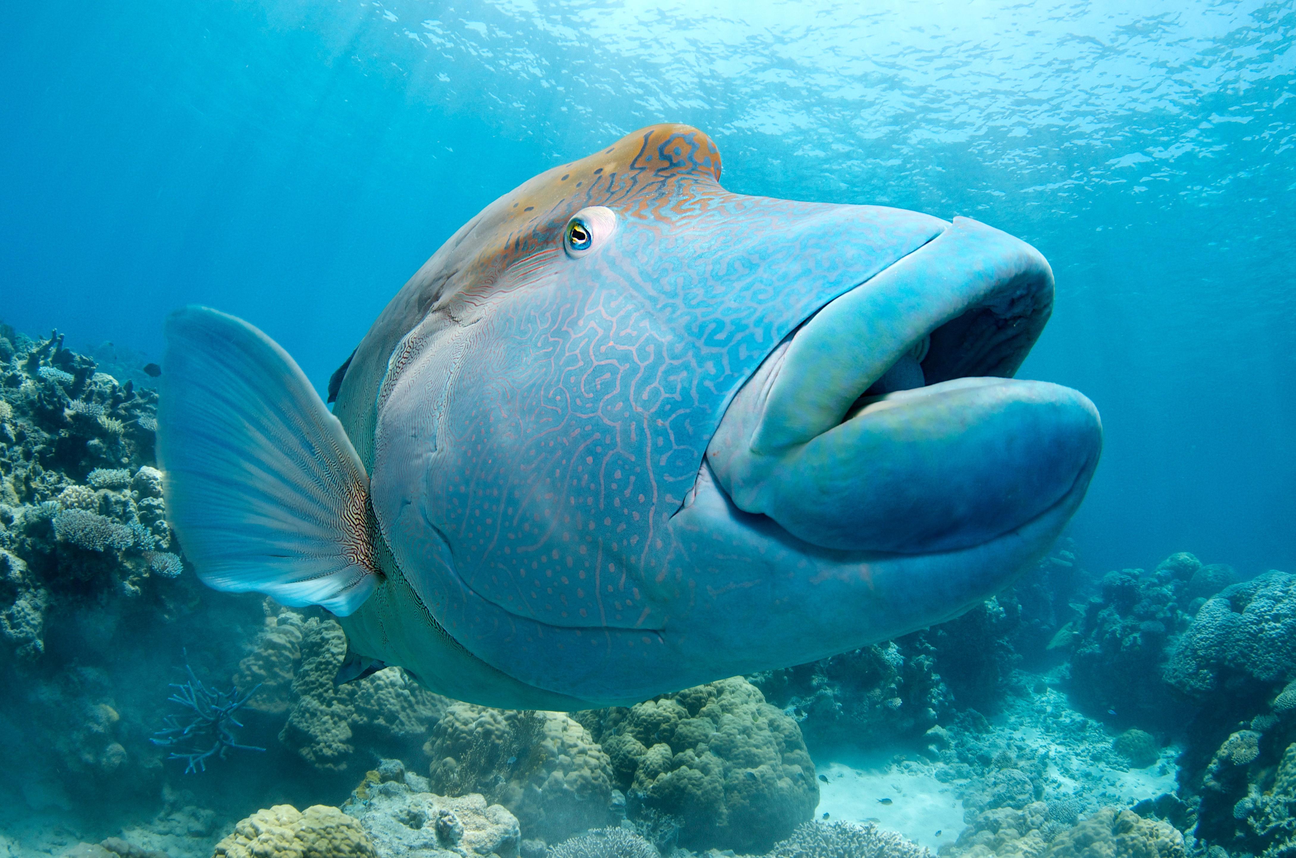 大堡礁丨澳大利亚世界上最大的珊瑚礁，众多海洋野生动物的家园。|野生动物|大堡礁|珊瑚礁_新浪新闻