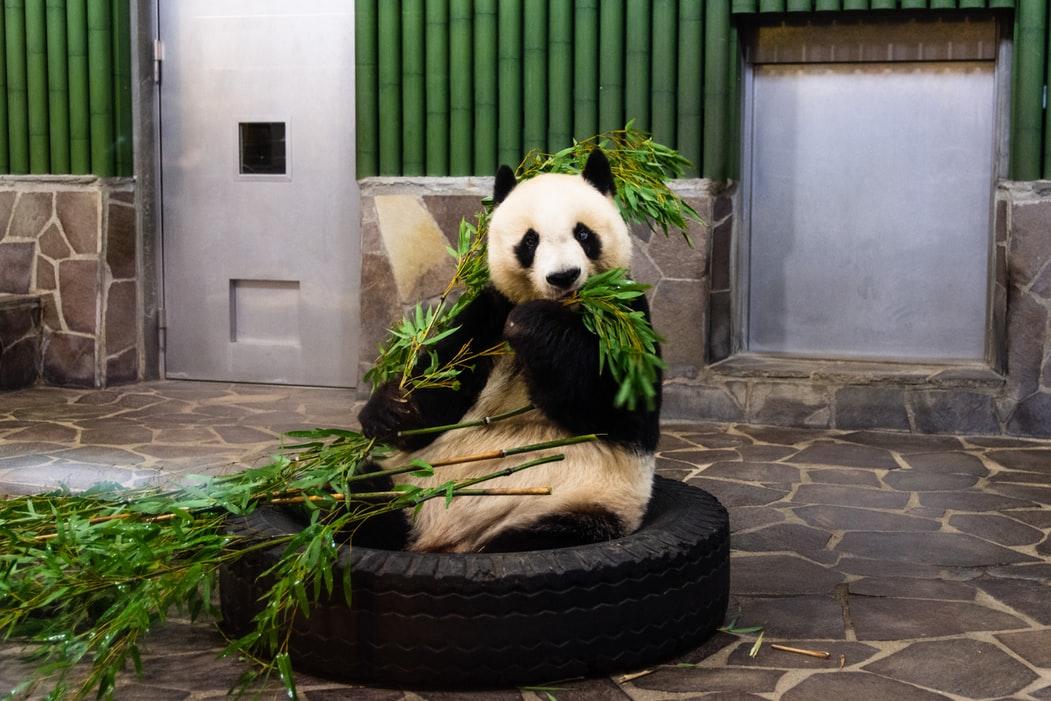 北京動物園關閉近2月後復園大熊貓我們來了