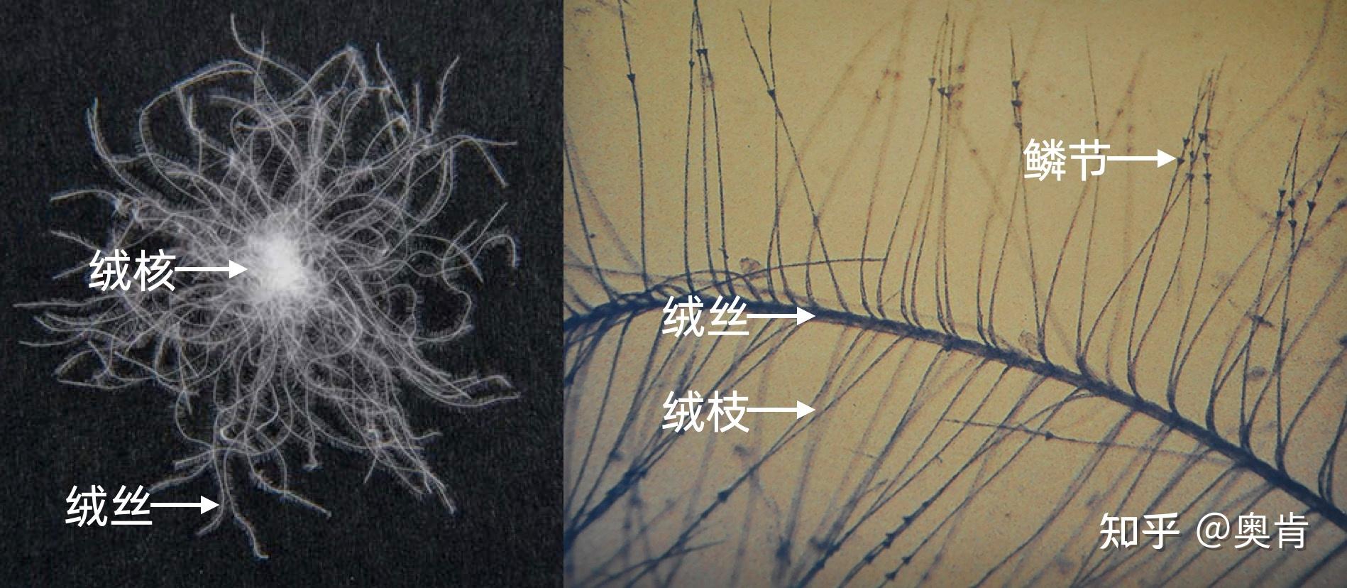 羽绒服选购建议2 蓬松度的意义和问题