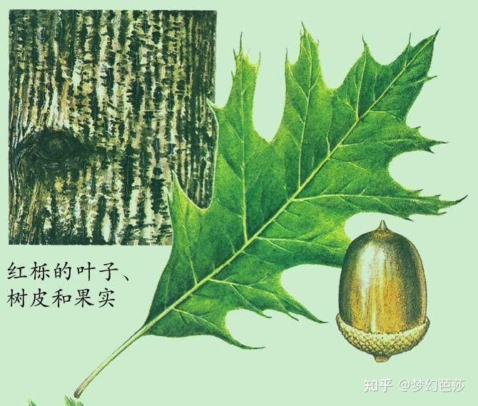 栓皮是从栓皮栎外表的树皮上得来的，栓皮栎树龄约20年时第一次剥皮，然后间隔9年可剥皮一次 - 知乎