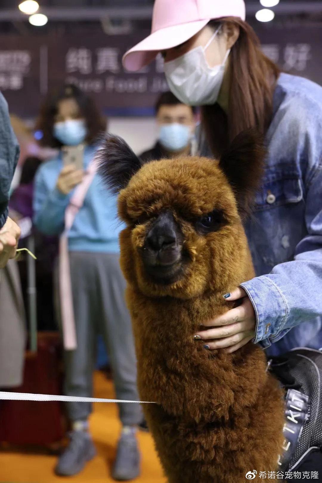 杭州宠物展回顾|每一份精彩,希诺谷都想与您分享 - 知乎
