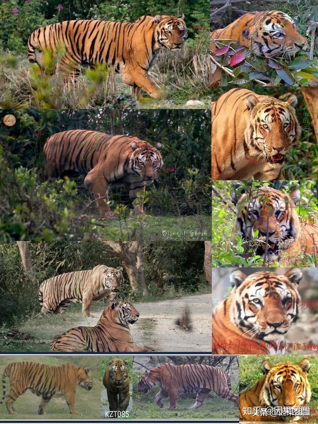 卡齐兰加系列5:传奇虎王kzt-085的故事!