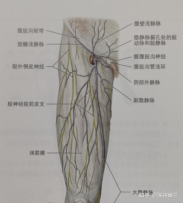 透过中极穴了解人体 - 知乎