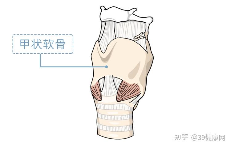 男性喉结解剖图图片