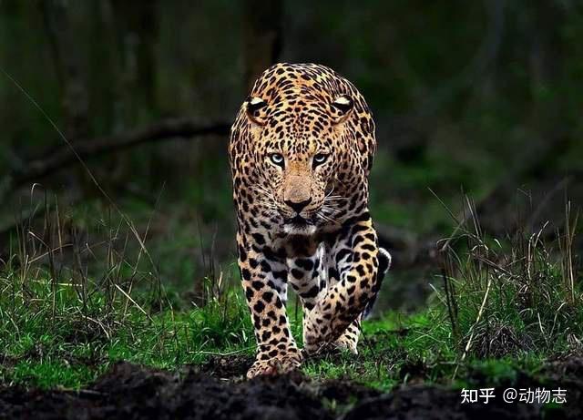 杭州转塘的豹,不是野生豹,其实方方面面的证据都能说明.