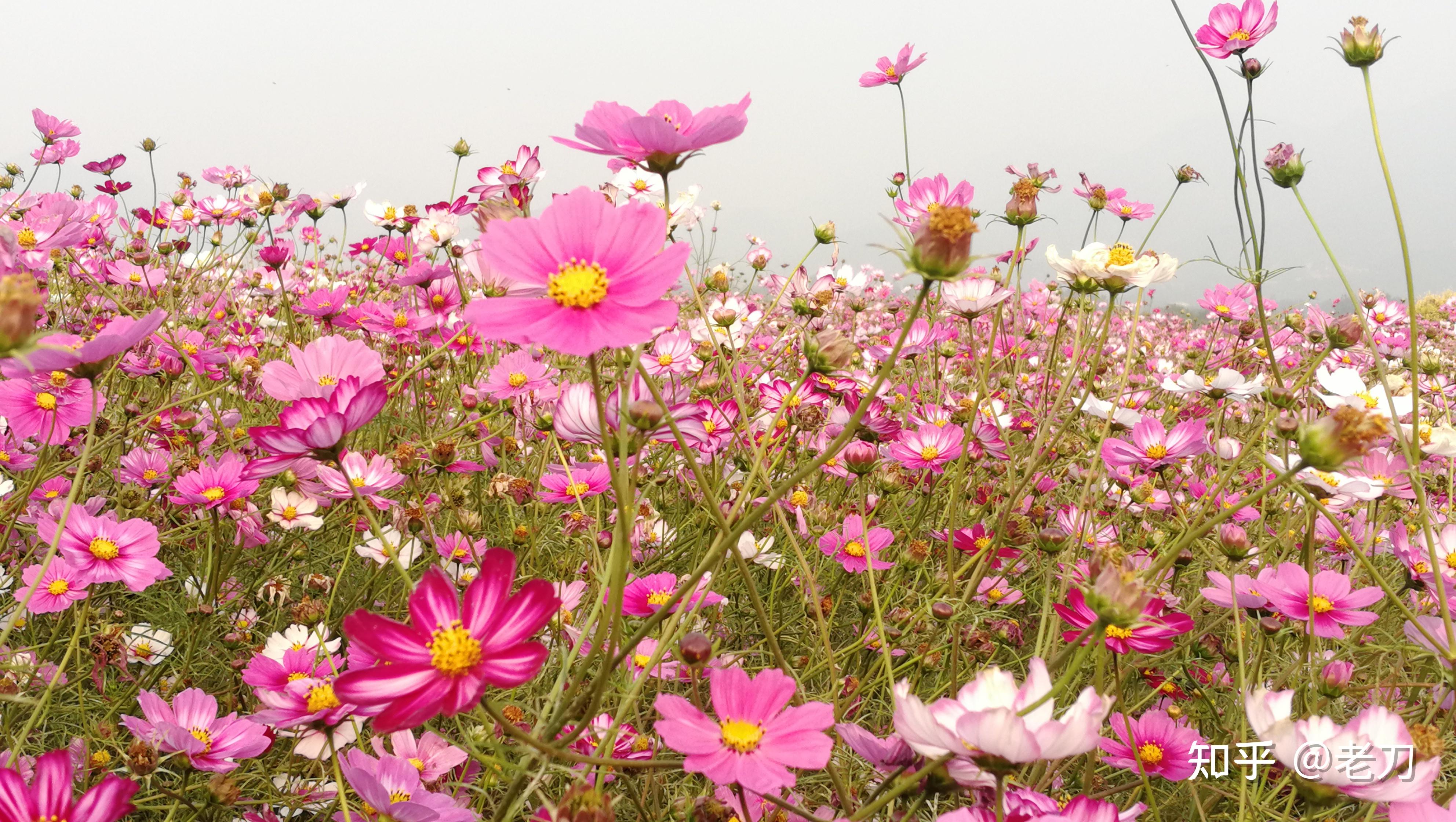 七孔桥花海公园图片