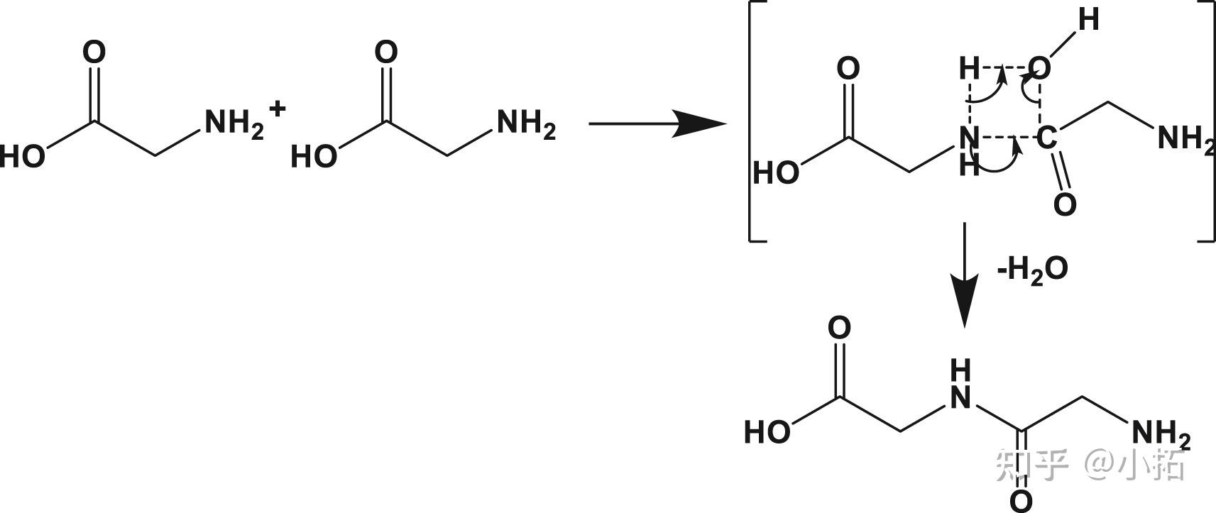 以甘氨酸為例研究促進二肽鍵合成的因素