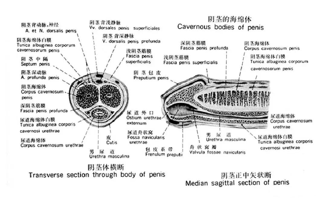 生殖系统解剖图示注解 - 知乎