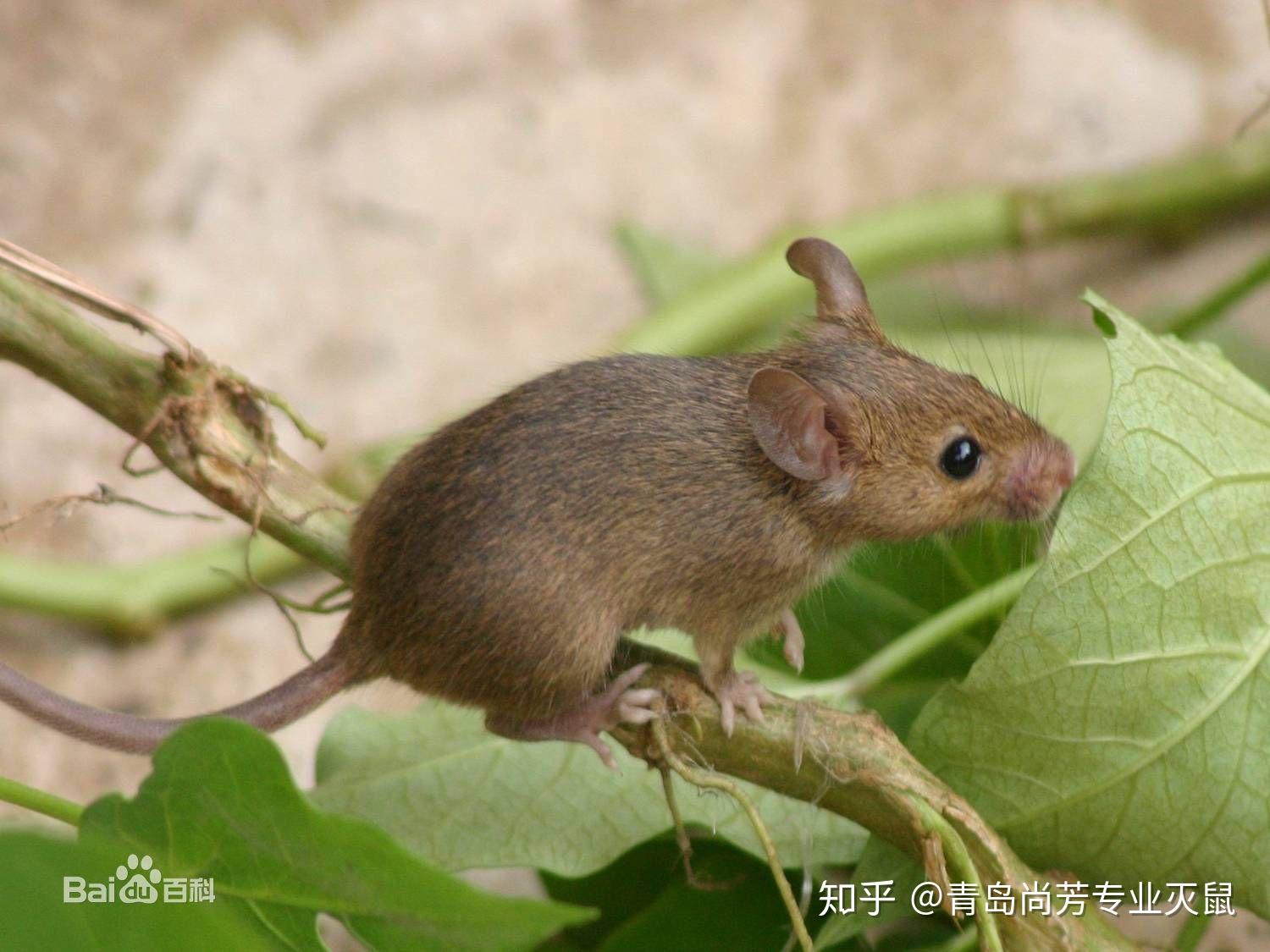 花栗鼠东部striatus花栗鼠类 库存图片. 图片 包括有 花栗鼠, 通配, 敌意, 动物区系, 东部 - 13899731