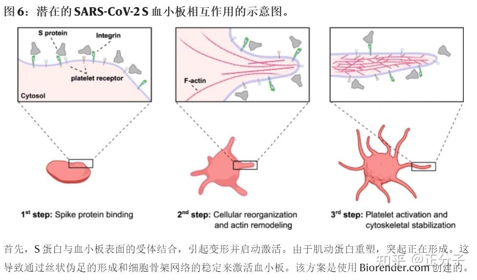 《自然》重磅文章：刺突蛋白诱导细胞变形 - 知乎