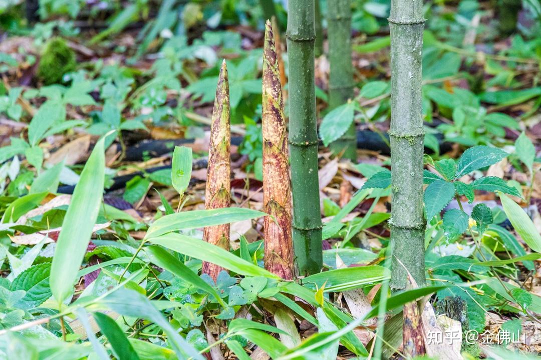 高温撤退,秋雨淅沥,金佛山方竹笋下山了 - 知乎