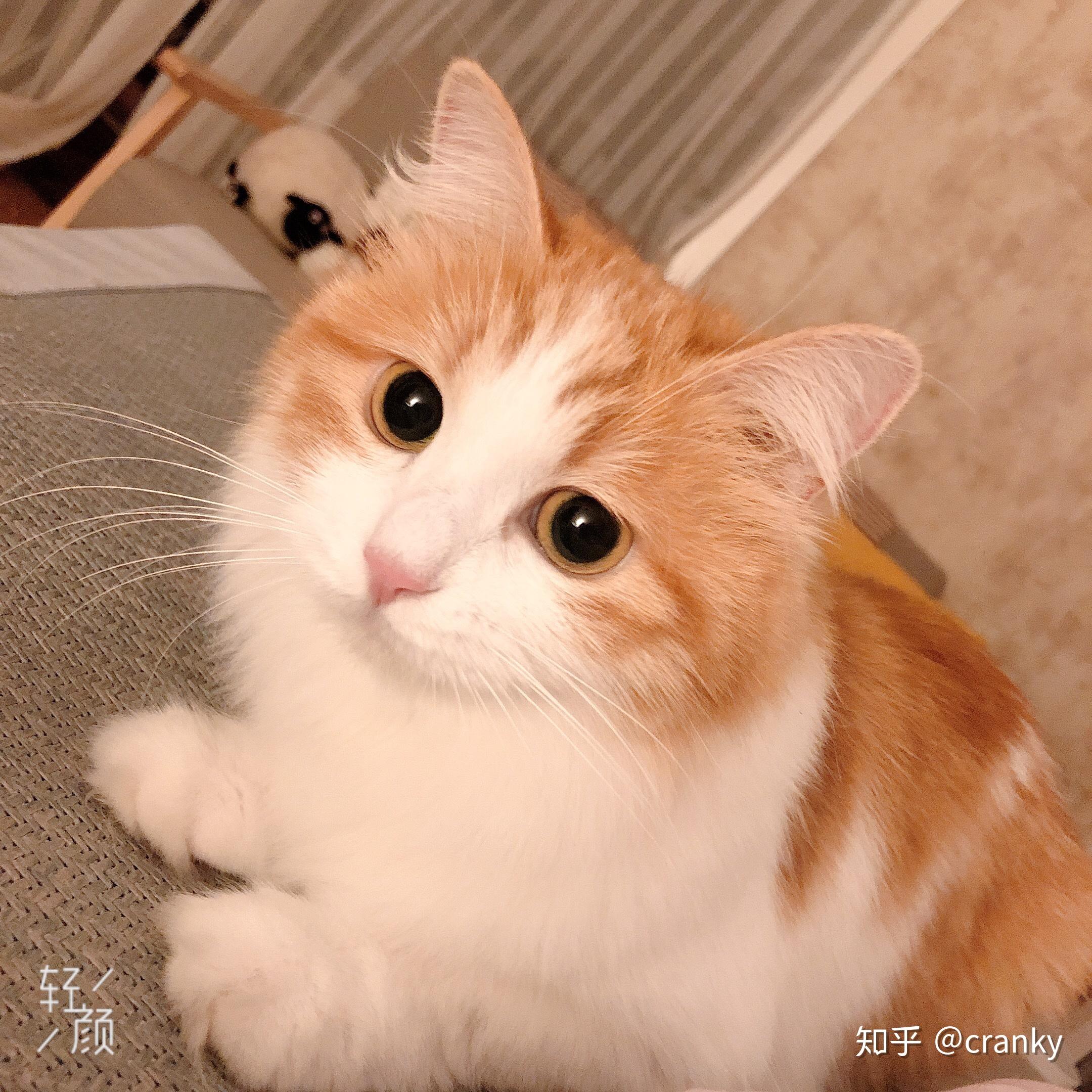 你见过最好看的橘猫长什么样？ - 知乎