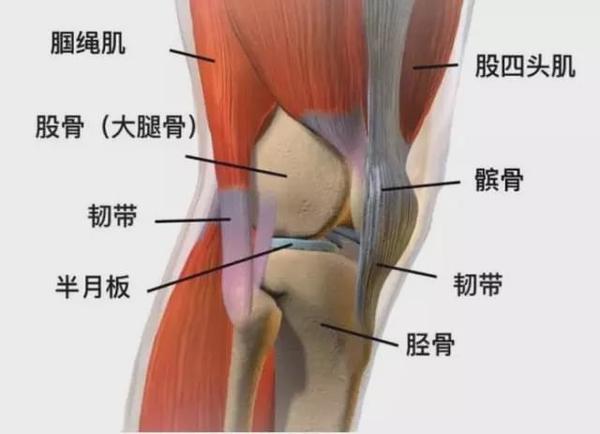 站立膝关节疼痛是什么原因 不同位置疼痛原因分析 知乎