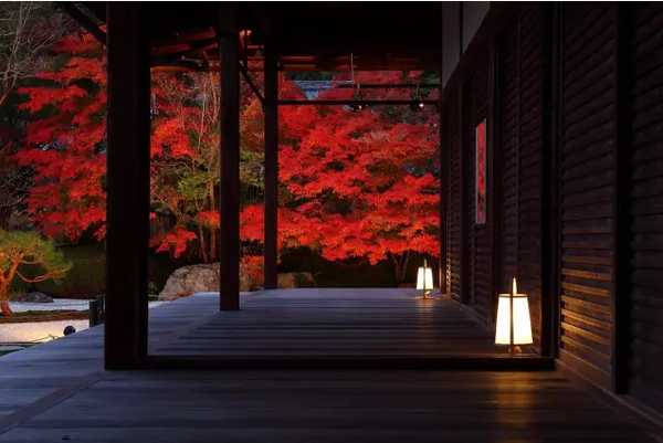 最美枫情 这可能是今秋颜值最高的一份日本红叶观光速报了 知乎