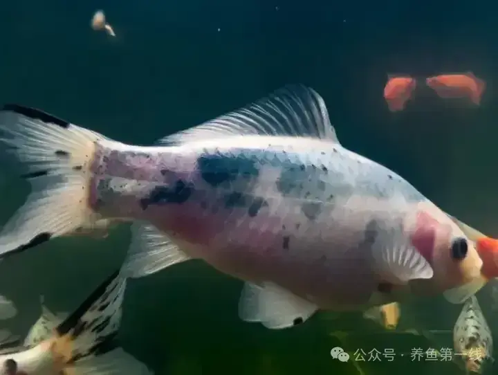 草金鱼(锦鲫)的硬鳞和软鳞 - 知乎