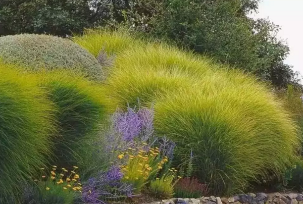 芒草之中国芒8大品种 - 知乎