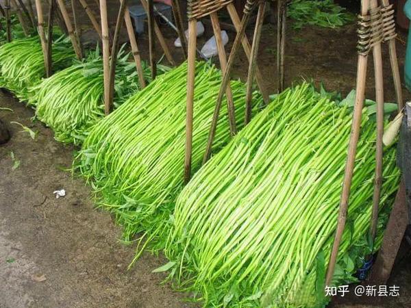 广西博白县 | 世界第一客家大县,不仅仅只有酸嘢 - 知乎